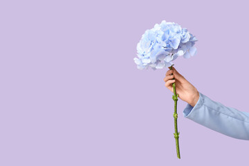 Female hand with beautiful hydrangea on lilac background