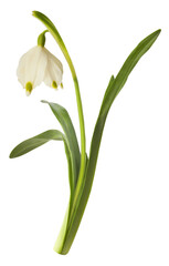 Beautiful Snowflake flower falling in the air isolated on white background. Zero gravity or levitation concept