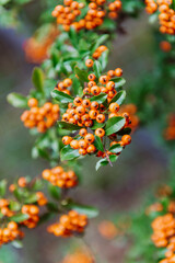 Pyracantha is a genus of large, thorny evergreen shrubs in the family Rosaceae.