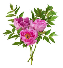 Beautiful Pink Suffruticosa Tree Peony falling in the air isolated on white background. High...