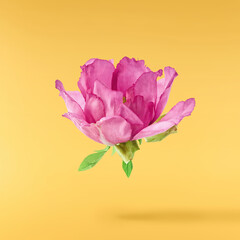 Beautiful Pink Suffruticosa Tree Peony falling in the air isolated on yellow background. High...