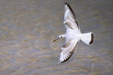 Jugendliche Lachmöwe (Chroicocephalus ridibundus) fliegt über Flachwasser einer Lagune - Playa de Sotavento de Jandia, Fuerteventura 