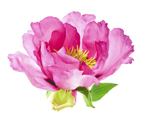 Beautiful Pink Suffruticosa Tree Peony falling in the air isolated on white background. High resolution, zero gravity or levitation concept.