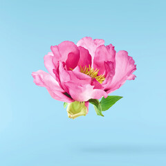 Beautiful Pink Suffruticosa Tree Peony falling in the air isolated on blue background. High...