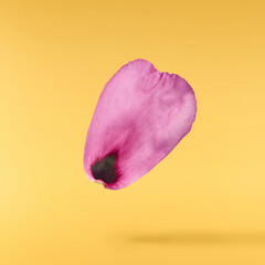 Beautiful Pink Suffruticosa Tree Peony falling in the air isolated on yellow background. High...