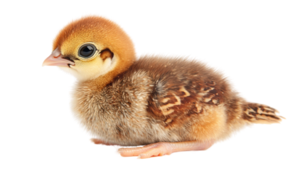 Pheasant chick , isolated on transparent background