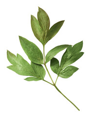 Beautiful leaves of Tree Peony falling in the air isolated on white background. High resolution, zero gravity or levitation concept.