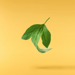Beautiful leaves of Tree Peony falling in the air isolated on yellow background. High resolution,...