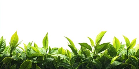 Obraz premium Vibrant Green Tea Leaves on White Background