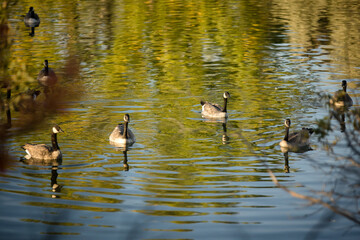 Canadian geese in a autumn lake