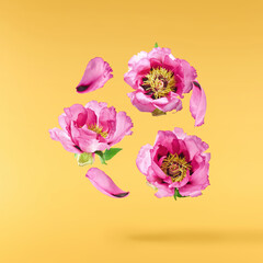 Beautiful Pink Suffruticosa Tree Peony falling in the air isolated on yellow background. High...