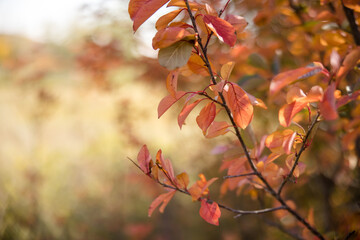 Close up of colourful red and orange fall leaves 