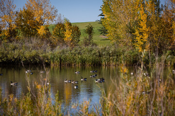 Canadian geese in a autumn lake