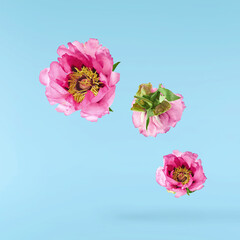 Beautiful Pink Suffruticosa Tree Peony falling in the air isolated on blue background. High...