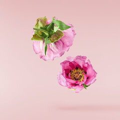 Beautiful Pink Suffruticosa Tree Peony falling in the air isolated on pink background. High...