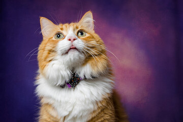 Gorgeous orange and white tabby cat with a bowtie and blep
