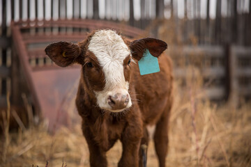 Close-up of tagged dairy cow