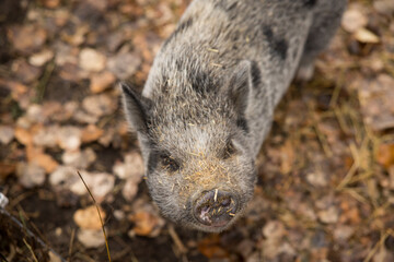 Portrait of cute grey and black farm pig