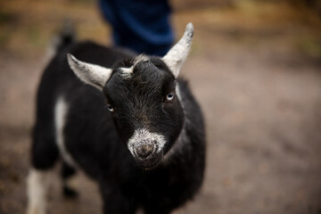 Portrait of cute black goat 