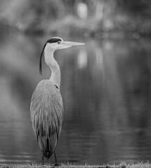 Close up of a Grey Heron on waters edge with soft diffused background in black & white.