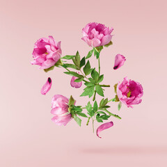 Beautiful Pink Suffruticosa Tree Peony falling in the air isolated on pink background. High...
