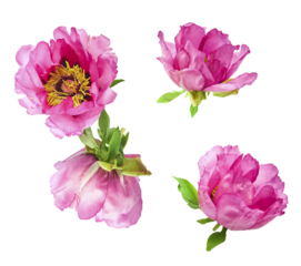 Beautiful Pink Suffruticosa Tree Peony falling in the air isolated on white background. High resolution, zero gravity or levitation concept.