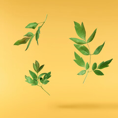 Beautiful leaves of Tree Peony falling in the air isolated on yellow background. High resolution,...