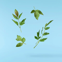 Beautiful leaves of Tree Peony falling in the air isolated on blue background. High resolution,...