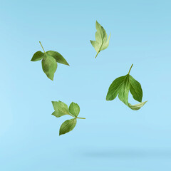 Beautiful leaves of Tree Peony falling in the air isolated on blue background. High resolution,...