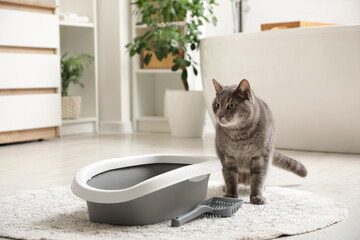 Cute cat near litter box in bathroom