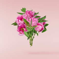 Beautiful Pink Suffruticosa Tree Peony falling in the air isolated on pink background. High...