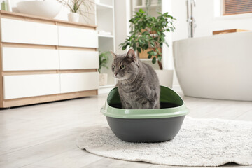 Cute cat using litter box in bathroom