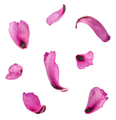 Beautiful Pink Suffruticosa Tree Peony petal falling in the air isolated on white background. High...