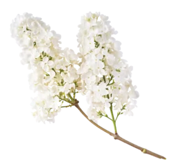  Fresh lilac blossom, Beautiful white lilac flowers falling in the air isolated on white background. Zero gravity or levitation spring flowers conception, high resolution image © Agave Studio