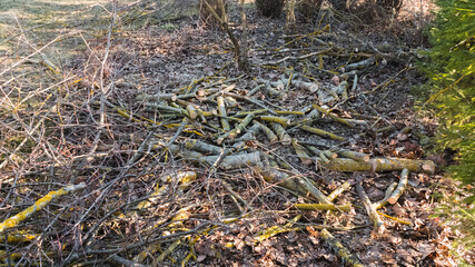 Spring garden work by thinning and pruning bushes and tree branches by cutting the thickest ones...