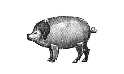 Pig Illustration