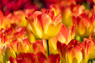 Fototapeta premium Red and yellow petaled tulips are blooming.