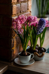 Concept of spring home gardening, transplanting plant in ceramic pots on wooden table. Taking care of plants and flowers. Springtime leisure activity, hobby, garden tools. Stylish house interior