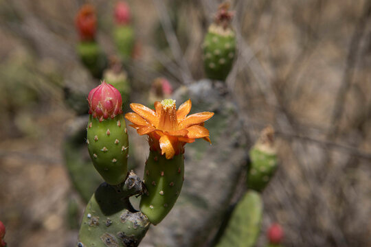 Caatinga