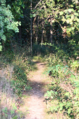 Sunlight on Forest Path