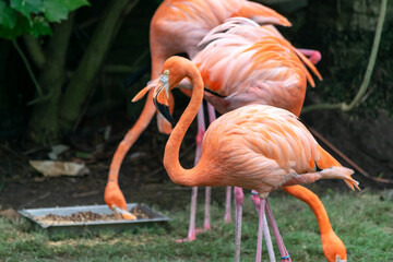 American flamingos walking in a bird sanctuary in Cartagena, Colombia.