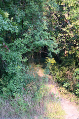 Sunlight on Forest Path