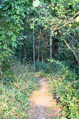 Sunlight on Forest Path