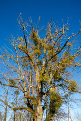 L’Arbre et le Gui , Entre Parasite et Symbiose Poétique