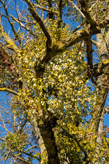 L’Arbre et le Gui , Entre Parasite et Symbiose Poétique