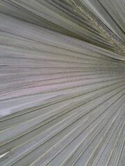 Fototapeta premium Macrophotography of blue palm leaf (Bismarckia nobilis?