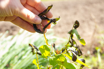 young shoot damaged by spring frosts. Death of plants from frost