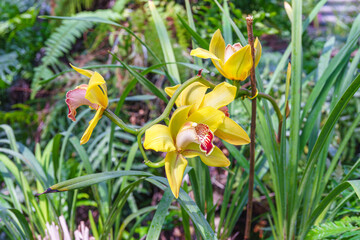 Beautiful blooming bright yellow Cymbidium orchid inside greenhouse on green pants background....