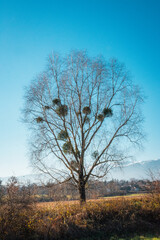 L’Arbre et le Gui Symbiose Poétique