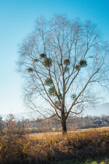 L’Arbre et le Gui , Entre Parasite et Symbiose Poétique